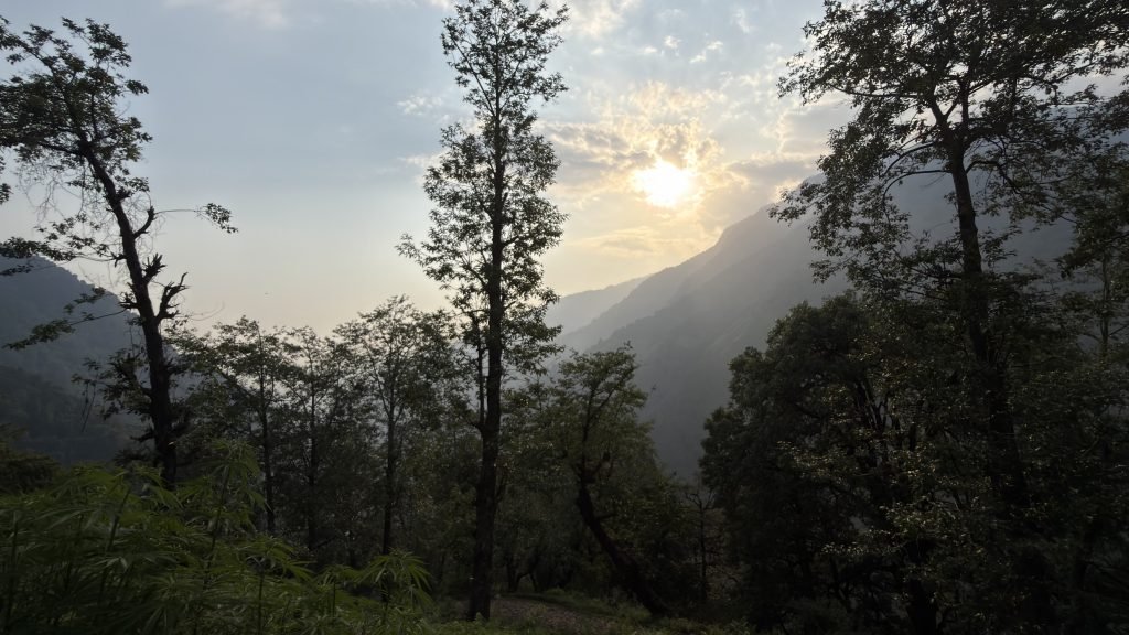 Golden light through forest trees looking toward distant Himalayan ridges